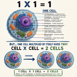 1 X 1 = 1